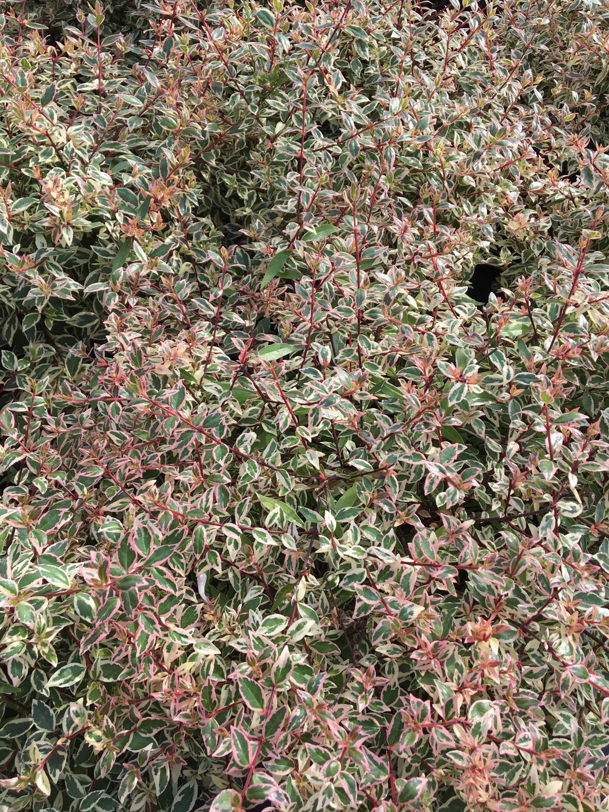ABELIA VARIEGATA VENDITA